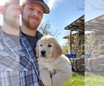 Small Photo #1 Golden Retriever Puppy For Sale in SAN JOSE, CA, USA