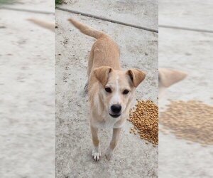 Canaan Dog-Unknown Mix Dogs for adoption in Dana Point, CA, USA