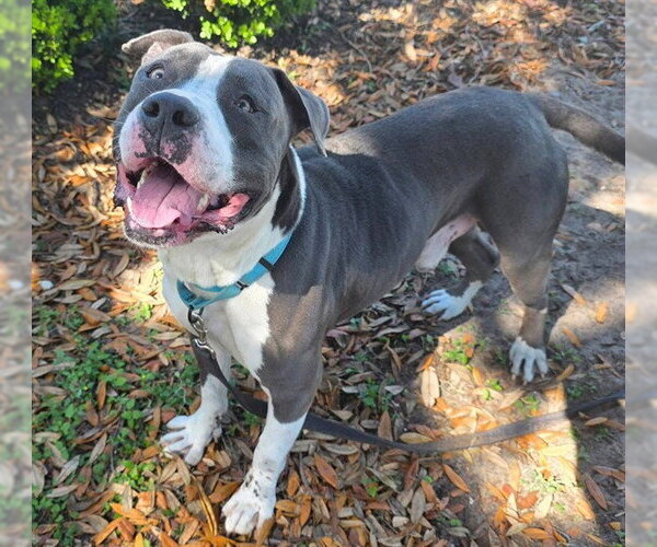 Medium Photo #3 American Pit Bull Terrier Puppy For Sale in Ocala, FL, USA