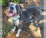 Small #2 American Pit Bull Terrier