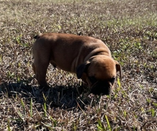 Medium Photo #2 French Bulldog Puppy For Sale in MAYO, FL, USA