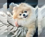 Small #2 Pomeranian