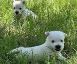 Small #17 West Highland White Terrier