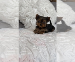 Yorkshire Terrier Puppy for sale in BENICIA, CA, USA