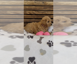 Small #5 Goldendoodle