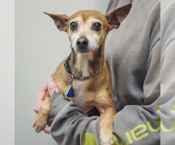 Medium Photo #3 Chihuahua Puppy For Sale in Huntley, IL, USA