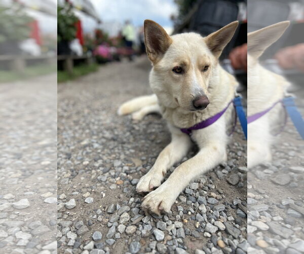 Medium Photo #2 German Shepherd Dog-Unknown Mix Puppy For Sale in Gibbstown, NJ, USA