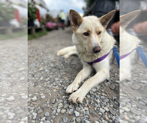 Shannon - Female German Shepherd Dog-Unknown Mix Dog for Adoption - Photo #2