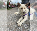 Small #1 German Shepherd Dog Mix