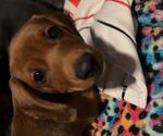 Puppy Bear Dachshund