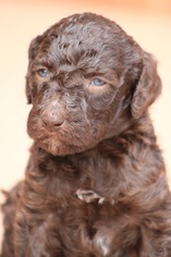 Aussiedoodle-Poodle (Standard) Mix Puppy for sale in GREENSBORO, NC, USA