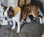 Puppy Giget Boston Terrier