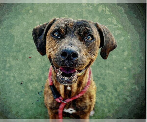 Medium Photo #1 Boxer-Unknown Mix Puppy For Sale in Tavares, FL, USA