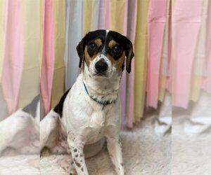 Mutt Dogs for adoption in St louis, MO, USA