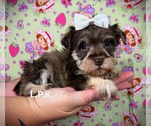 Schnauzer (Miniature) Puppy for sale in WINNSBORO, LA, USA