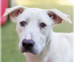 Labrador Retriever-Unknown Mix Dogs for adoption in Canton, CT, USA