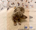 Small #5 Dachshund