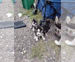 Siberian Husky Puppy for Sale in AUSTIN, Texas USA