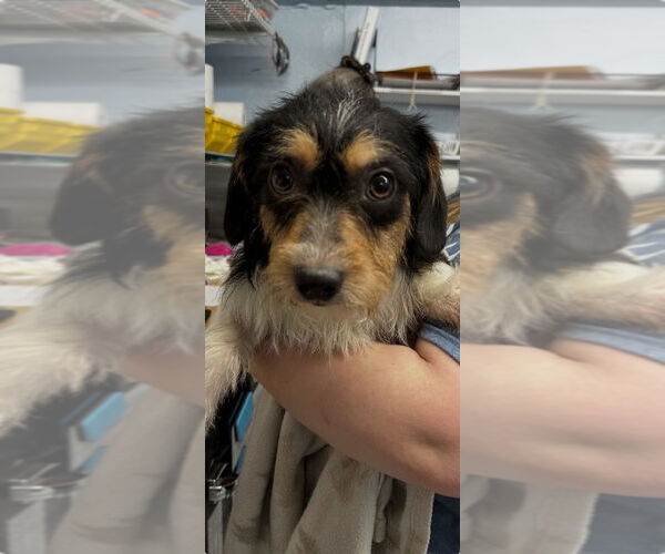 Medium Photo #2 Schweenie Puppy For Sale in Emmett, ID, USA