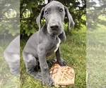 Small #1 Great Dane