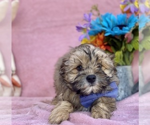 Cavapoo Puppy for sale in LANCASTER, PA, USA