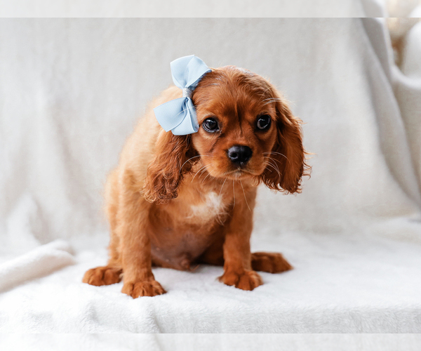Medium Photo #2 Cavalier King Charles Spaniel Puppy For Sale in LIBERTY, KY, USA