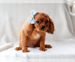 Small #1 Cavalier King Charles Spaniel