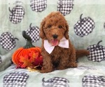 Small Photo #17 Cavapoo-Poodle (Miniature) Mix Puppy For Sale in LAKELAND, FL, USA