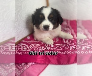 Miniature Australian Shepherd Puppy for sale in MOUNT AYR, IA, USA