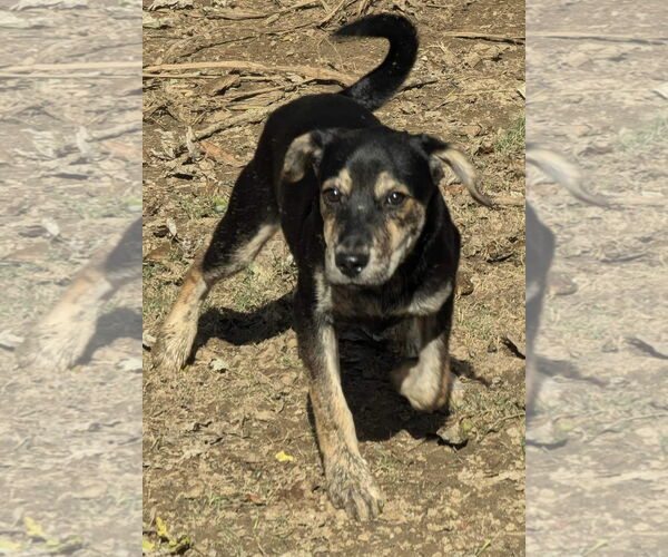 Medium Photo #9 Mutt Puppy For Sale in Munford, TN, USA