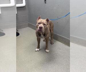 American Bulldog-Unknown Mix Dogs for adoption in Las Vegas, NV, USA