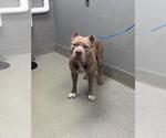 Small American Bulldog Mix