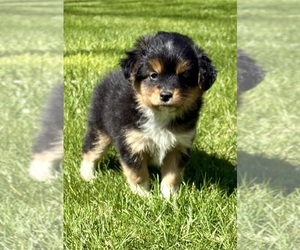 Shih Tzu Puppy for sale in FAIR HAVEN, MI, USA