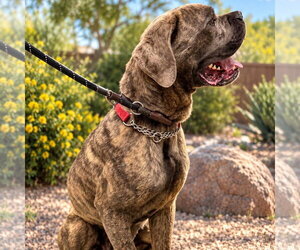 Travis - REDUCED ADOPTION DONATION - Male Mutt Dog for Adoption - Photo #2