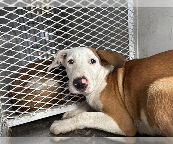 Medium Photo #1 Mutt Puppy For Sale in Bakersfield, CA, USA