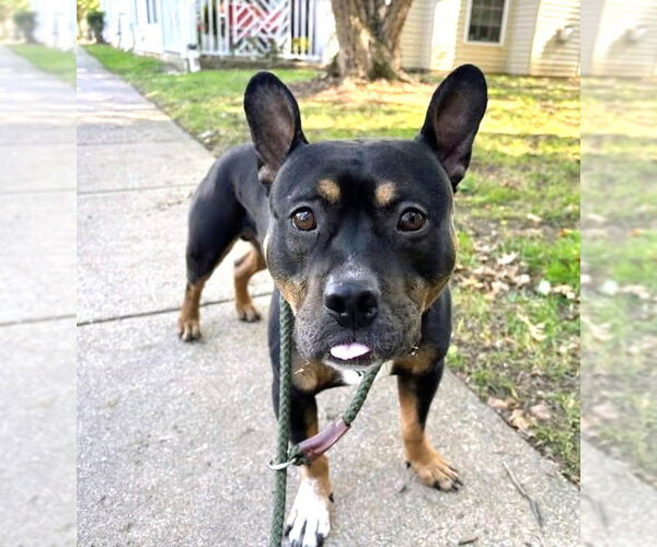 Medium Photo #1 Mutt Puppy For Sale in Rockville, MD, USA