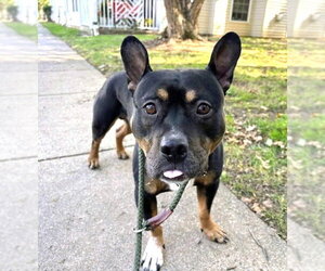 Mutt Dogs for adoption in Rockville, MD, USA