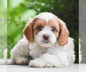 Cavapoo Puppy for sale in LITITZ, PA, USA