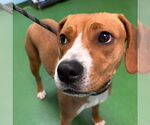 Small #1 Beagle Mix