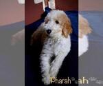 Small Photo #13 Goldendoodle Puppy For Sale in BRANDON, FL, USA