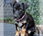 Small #3 Dachshund Mix