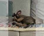 Small #5 German Shepherd Dog