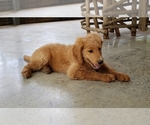 Small Photo #14 Goldendoodle Puppy For Sale in CLARKSVILLE, TX, USA