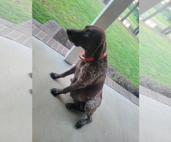 Medium Photo #1 German Shorthaired Pointer Puppy For Sale in SYMSONIA, KY, USA