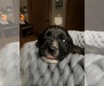 Small Photo #4 American Bulldog-Golden Retriever Mix Puppy For Sale in KNOWLES, WI, USA