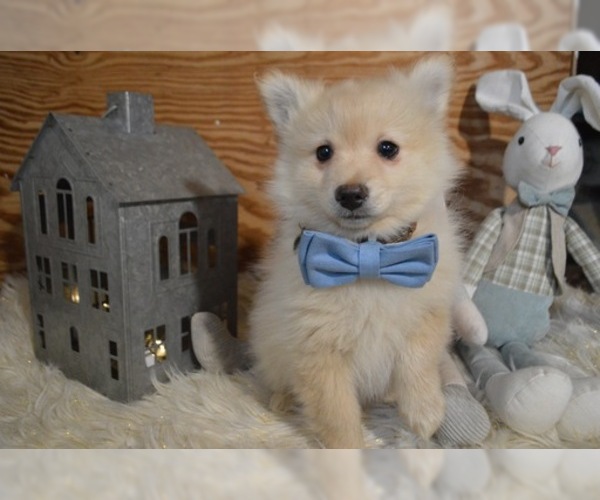 Medium Photo #1 Pomeranian Puppy For Sale in HONEY BROOK, PA, USA