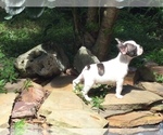 Small Photo #84 French Bulldog Puppy For Sale in AVON PARK, FL, USA