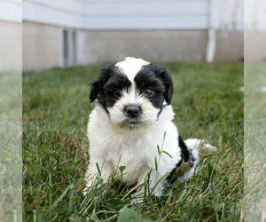 Zuchon Puppy for sale in ARTHUR, IL, USA