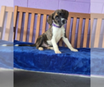 Small #2 Borador