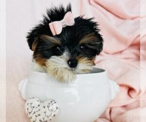 Medium Biewer Terrier